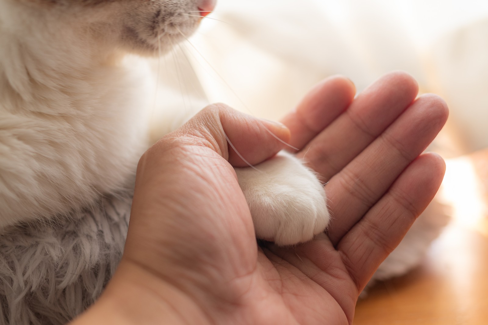 Cat's paw resting gently in owner's hand